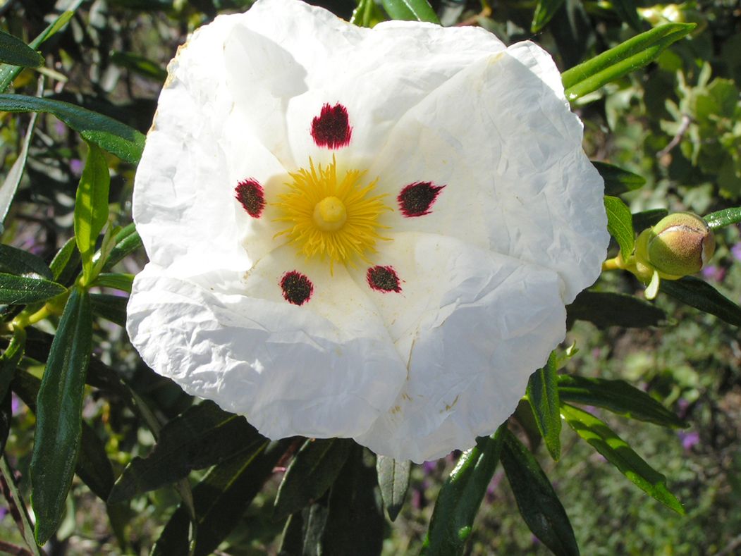 Foto de Parque Nacional de Monfragüe (Cáceres), España