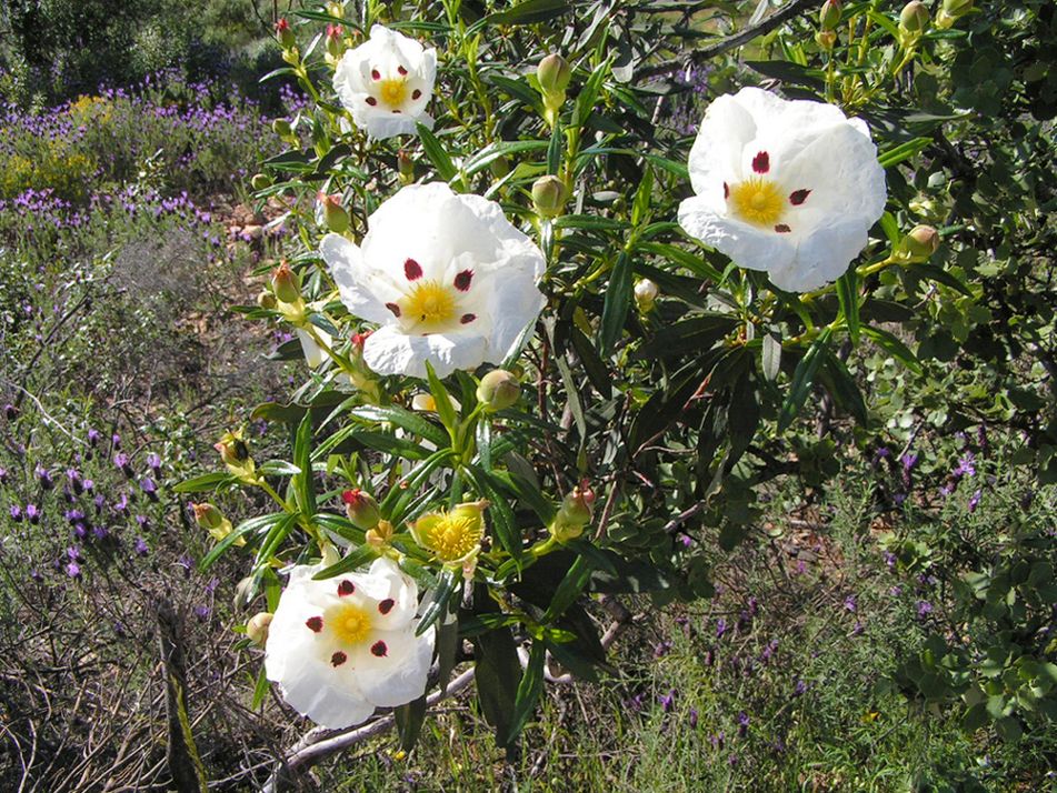 Foto: Flores de jara en el Parque Nacional - Parque Nacional de Monfragüe (Cáceres), España