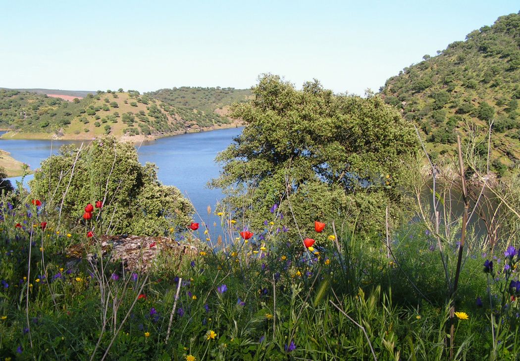 Foto: Primavera en el Parque de Monfragüe famoso por su fauna y su flora variadas - Parque Nacional de Monfragüe (Cáceres), España