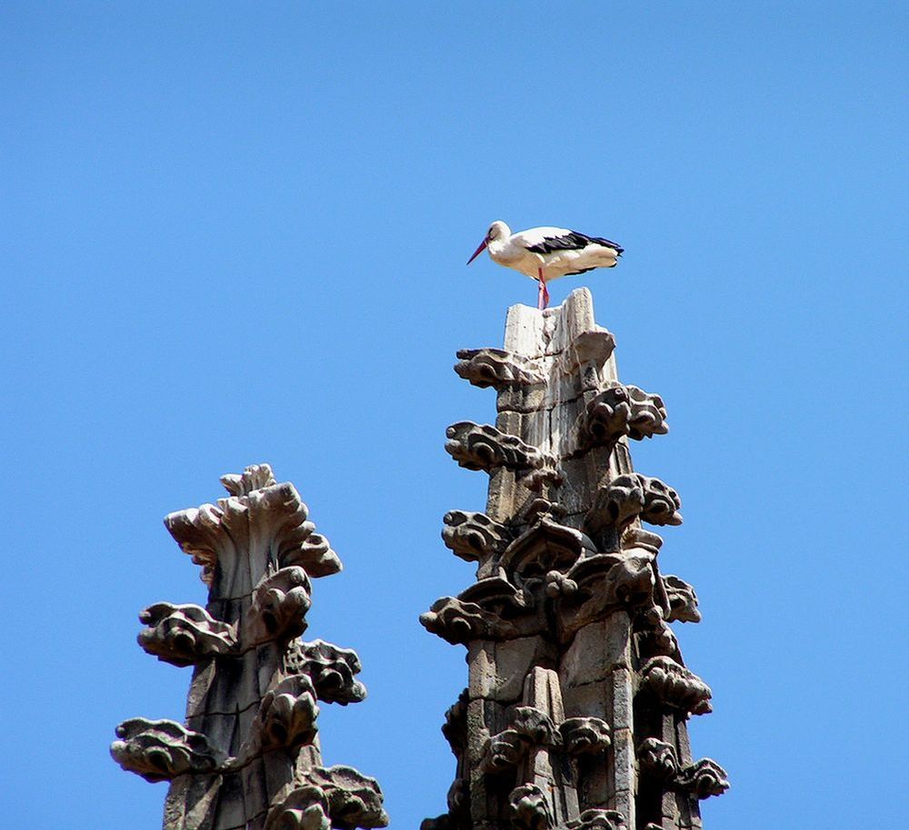 Foto: Cigüeña volatinera en una torre de la catedral - Plasencia (Cáceres), España