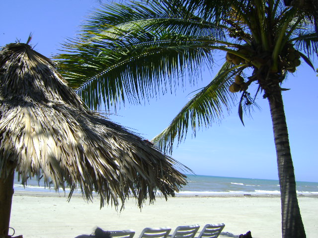 Foto: Palmera - La Ceiba (Atlántida), Honduras