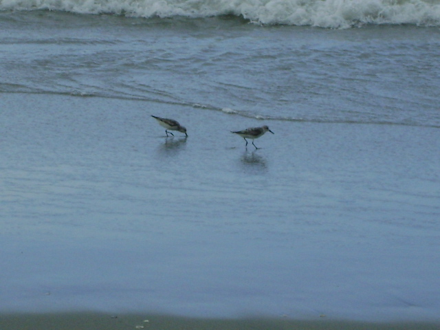 Foto: Gaviotas - La Ceiba (Atlántida), Honduras