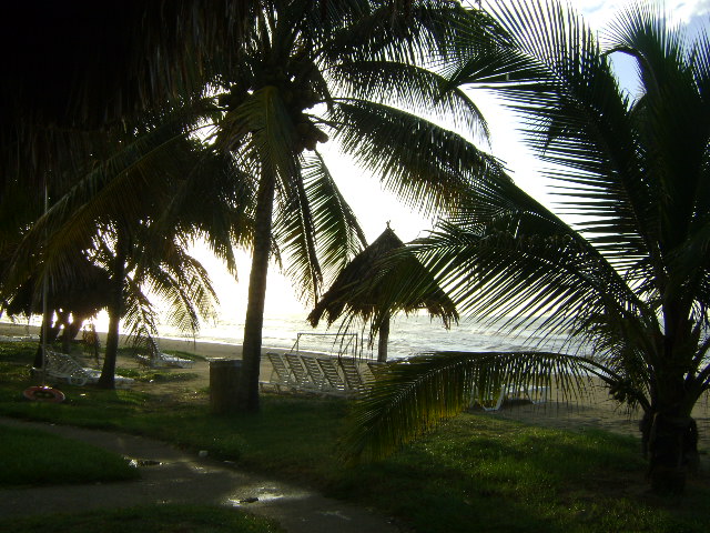 Foto: Palmeras - La Ceiba (Atlántida), Honduras