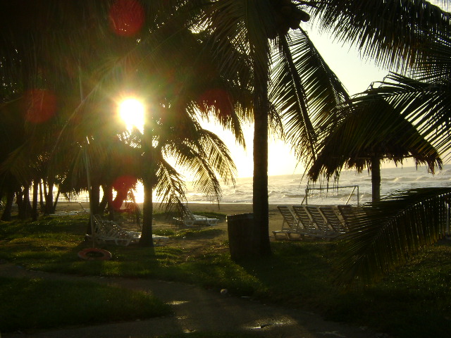 Foto: Palmeras - La Ceiba (Atlántida), Honduras