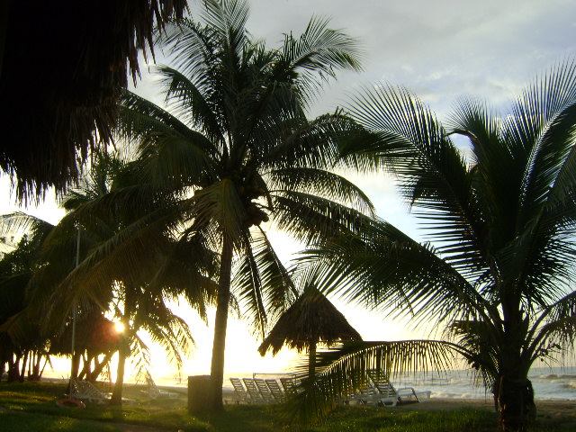 Foto: Palmeras - La Ceiba (Atlántida), Honduras