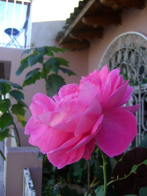 Foto: Rosa - La Paz, Honduras