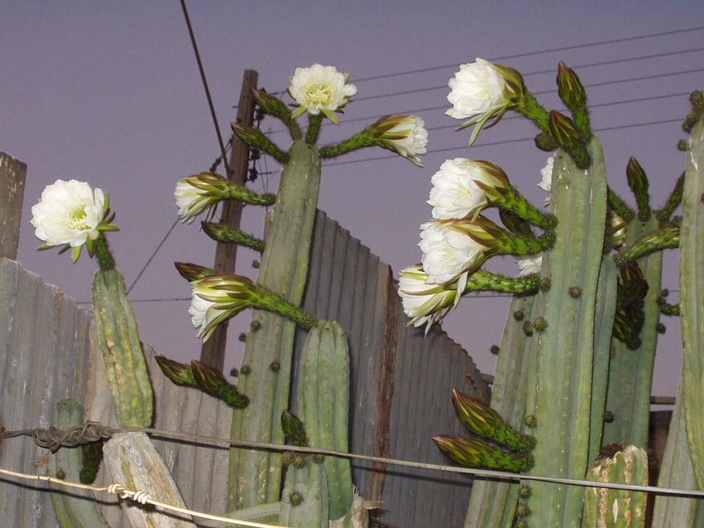 Foto: Cactus Florido - Chañaral (Atacama), Chile