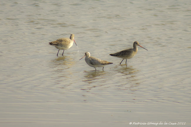 Foto de Santoña (Cantabria), España