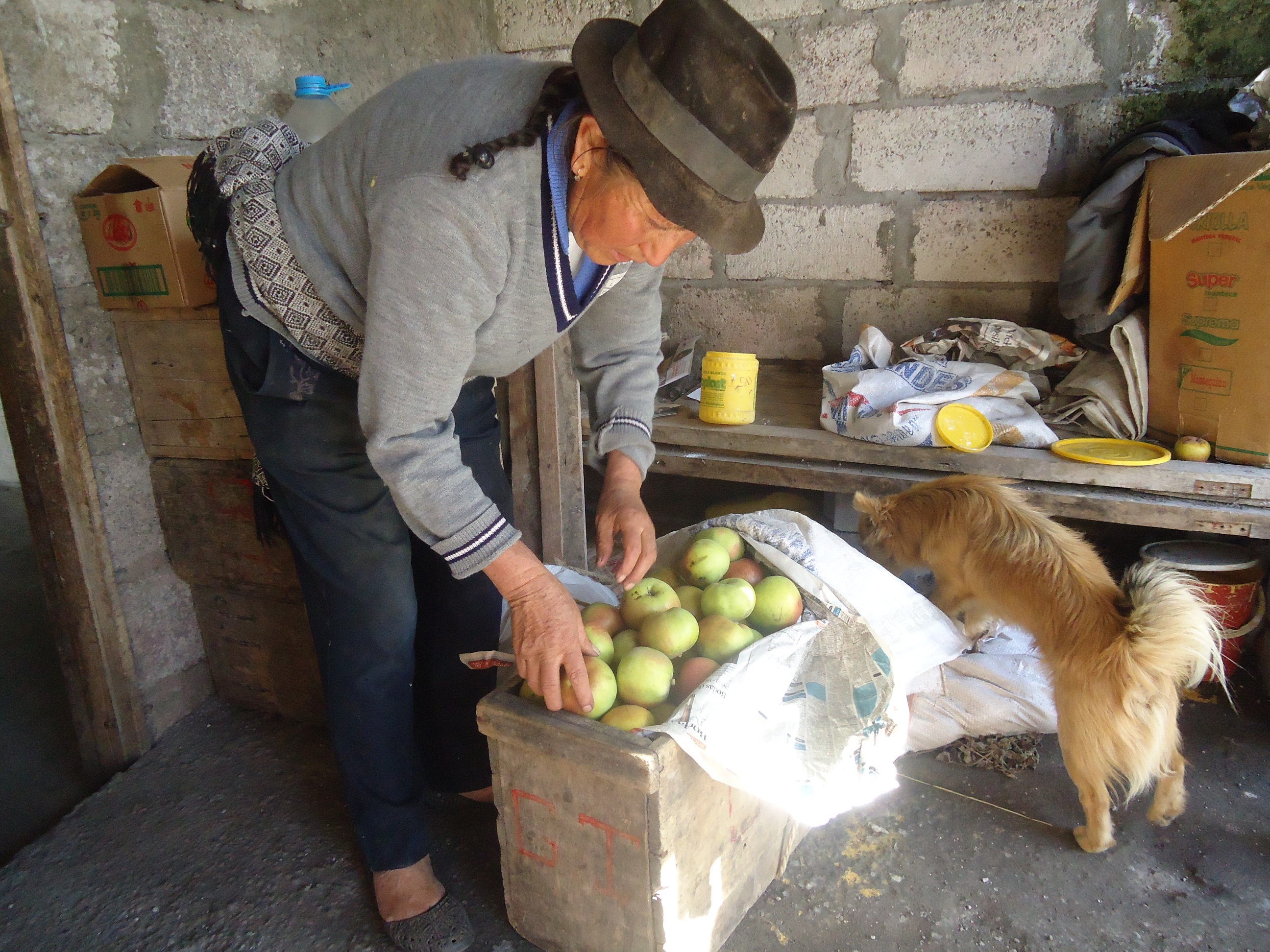Foto: Empacando manzanas - Bayushig (Chimborazo), Ecuador