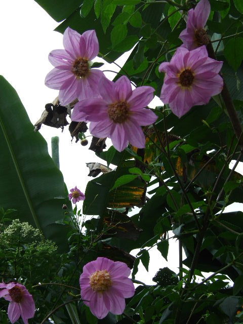 Foto: Flores - Guayabital (Portuguesa), Venezuela