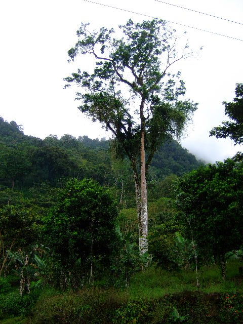 Foto de Guayabital (Portuguesa), Venezuela