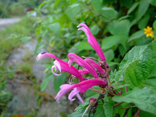 Foto de Guayabital (Portuguesa), Venezuela
