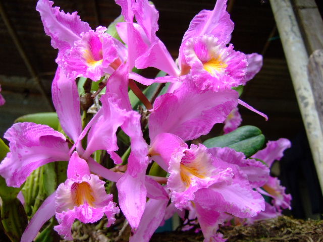 Foto: Orquidea - Guayabital (Portuguesa), Venezuela