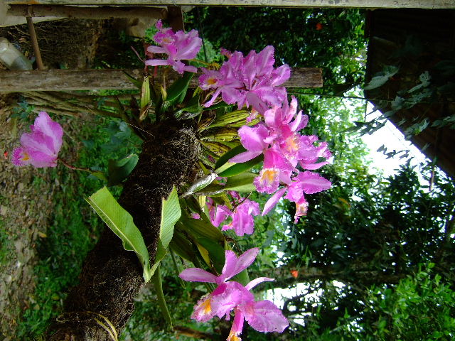 Foto: Orquidea - Guayabital (Portuguesa), Venezuela