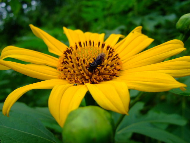 Foto: Flor - Guayabital (Portuguesa), Venezuela