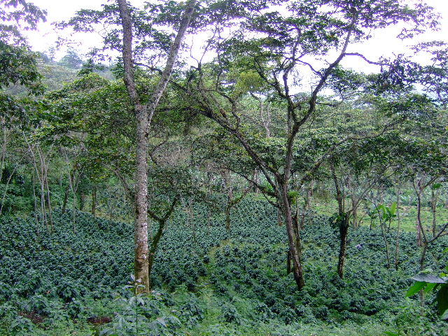Foto: Cafetal - Guayabita (Portuguesa), Venezuela