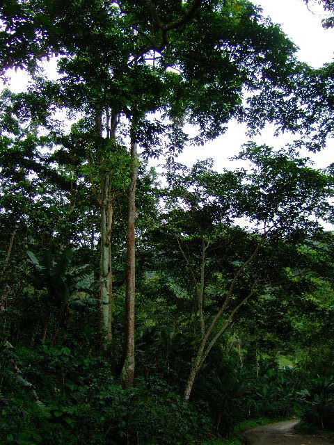 Foto de Guayabital (Portuguesa), Venezuela