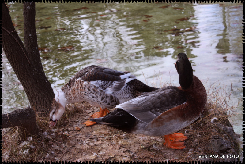 Foto: PARQUE DEL RETIRO - Madrid (Comunidad de Madrid), España