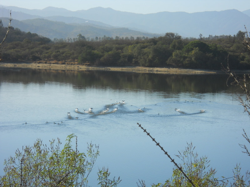 Foto: Laguna De Quilpue - Quilpue (Valparaíso), Chile