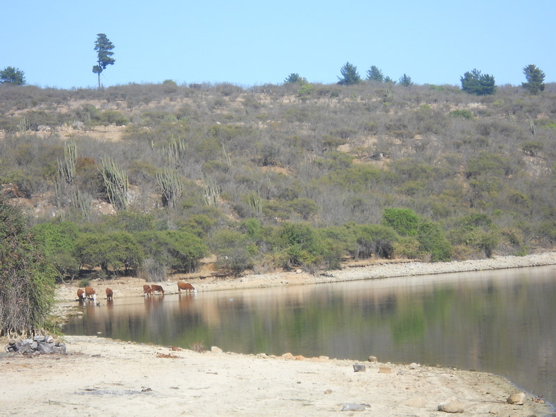 Foto: Laguna De Quilpue - Quilpue (Valparaíso), Chile