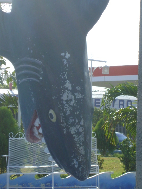 Foto: Tiburon - San Lorenzo (Valle), Honduras