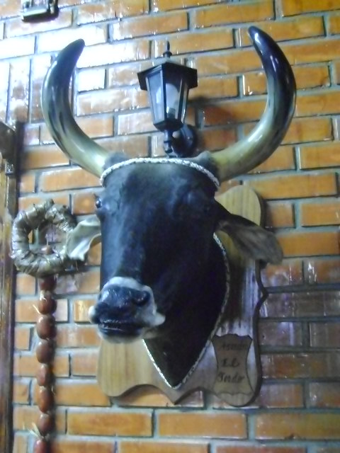 Foto: Cabeza de Vaca - Comayagua, Honduras