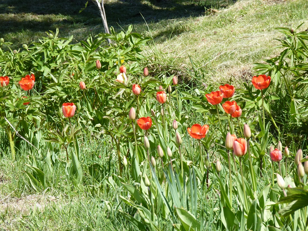 Foto: Parque Nacional Los Alerces - Esquel (Chubut), Argentina