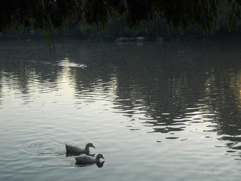 Foto: Parque Ohiggins - Santiago (Región Metropolitana), Chile
