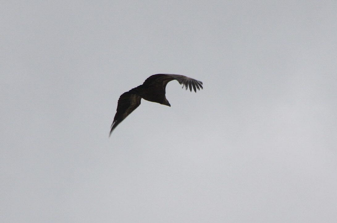 Foto: Alcón volando - Sabiñánigo (Huesca), España