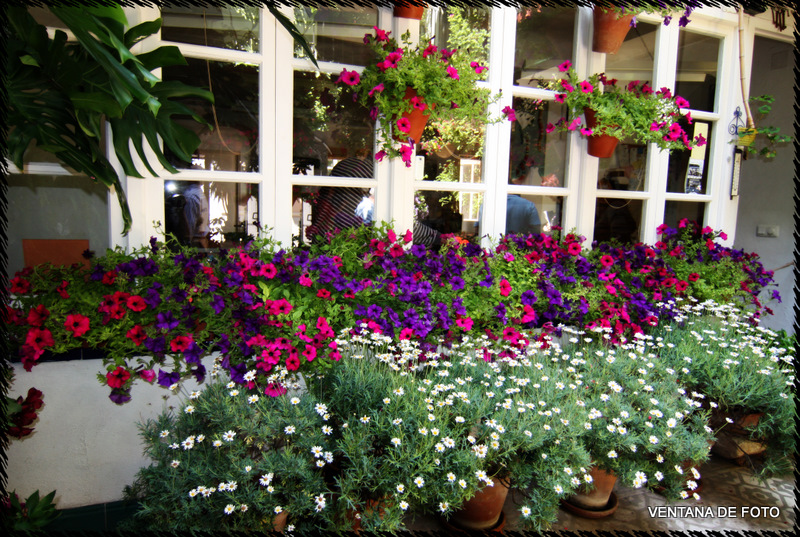 Foto: Patios - Córdoba (Andalucía), España
