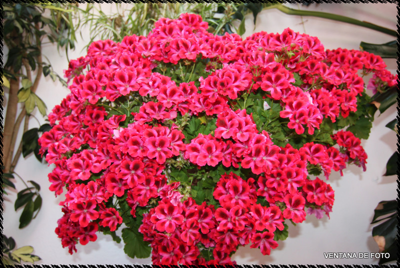 Foto: Patios - Córdoba (Andalucía), España