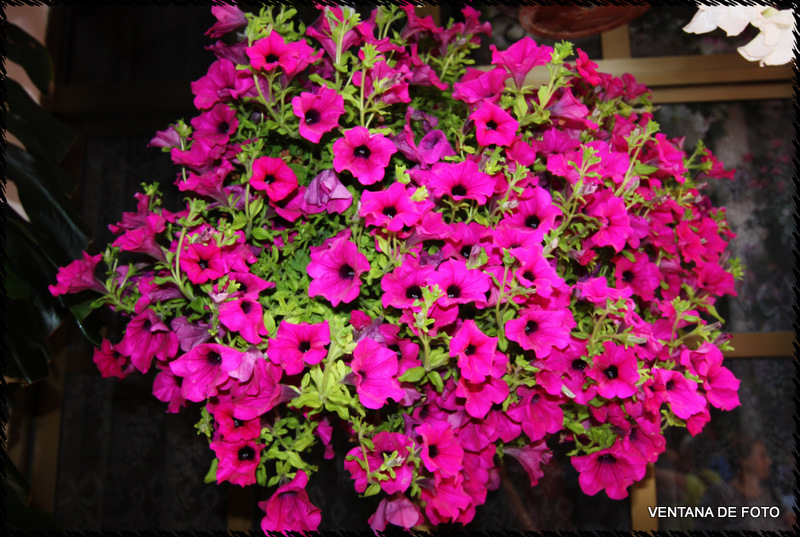 Foto: Patios - Córdoba (Andalucía), España
