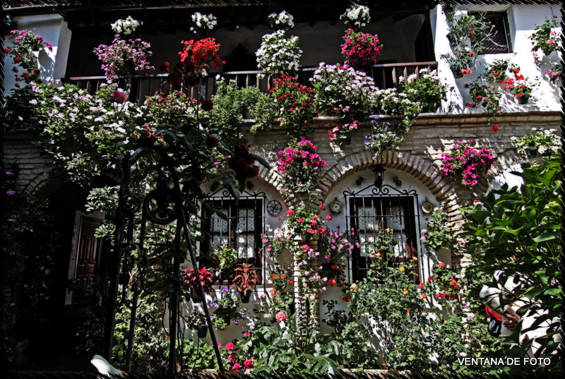 Foto: Patios - Córdoba (Andalucía), España