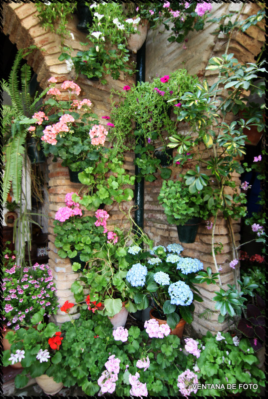 Foto: Patios - Córdoba (Andalucía), España