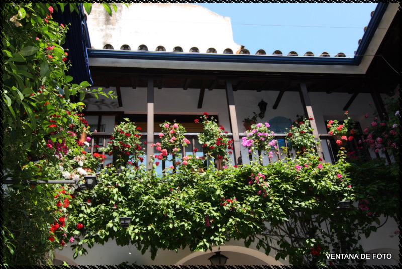 Foto: Patios - Córdoba (Andalucía), España