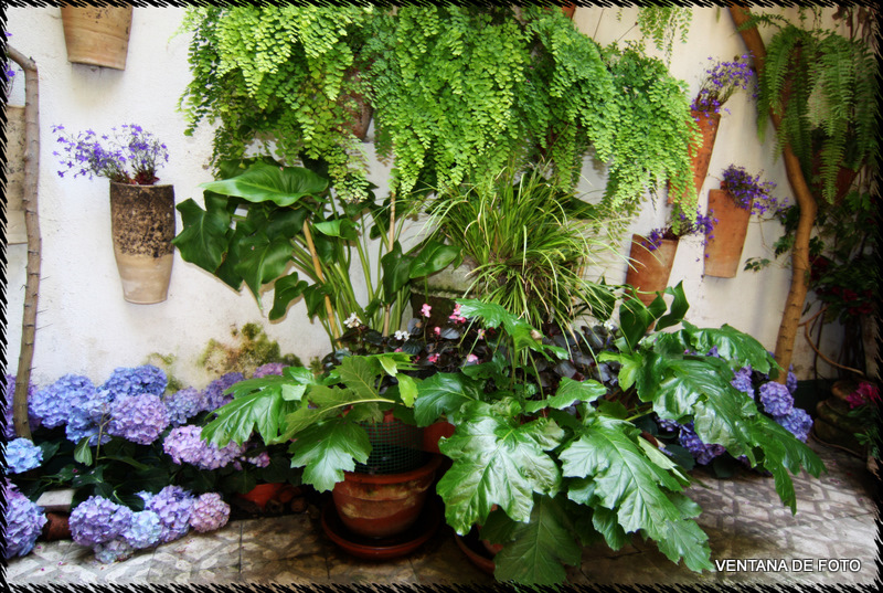 Foto: Patios - Córdoba (Andalucía), España