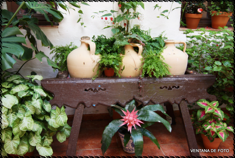 Foto: Patios - Córdoba (Andalucía), España