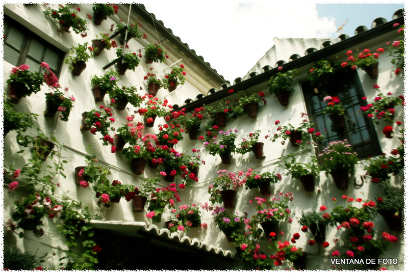 Foto: Patios - Córdoba (Andalucía), España