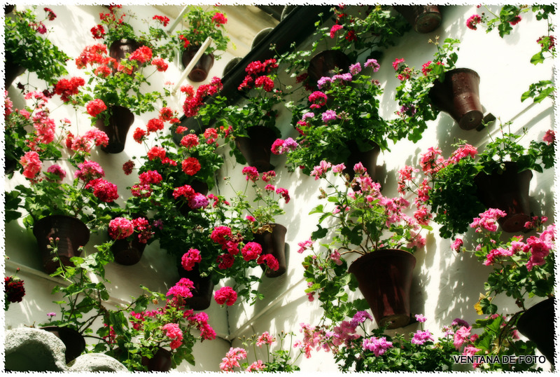 Foto: Patios - Córdoba (Andalucía), España