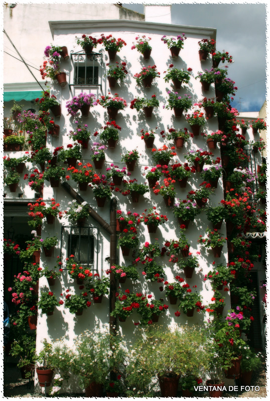 Foto: Patios - Córdoba (Andalucía), España