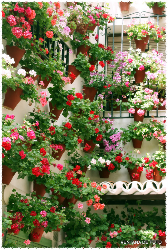 Foto: Patios - Córdoba (Andalucía), España