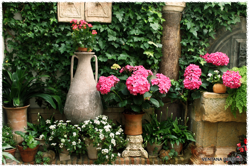 Foto: Patios - Córdoba (Andalucía), España