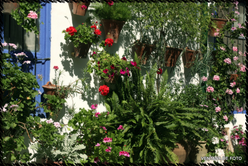 Foto: Patios - Córdoba (Andalucía), España