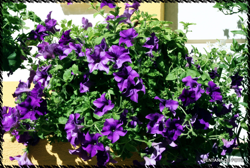 Foto: Patios - Córdoba (Andalucía), España