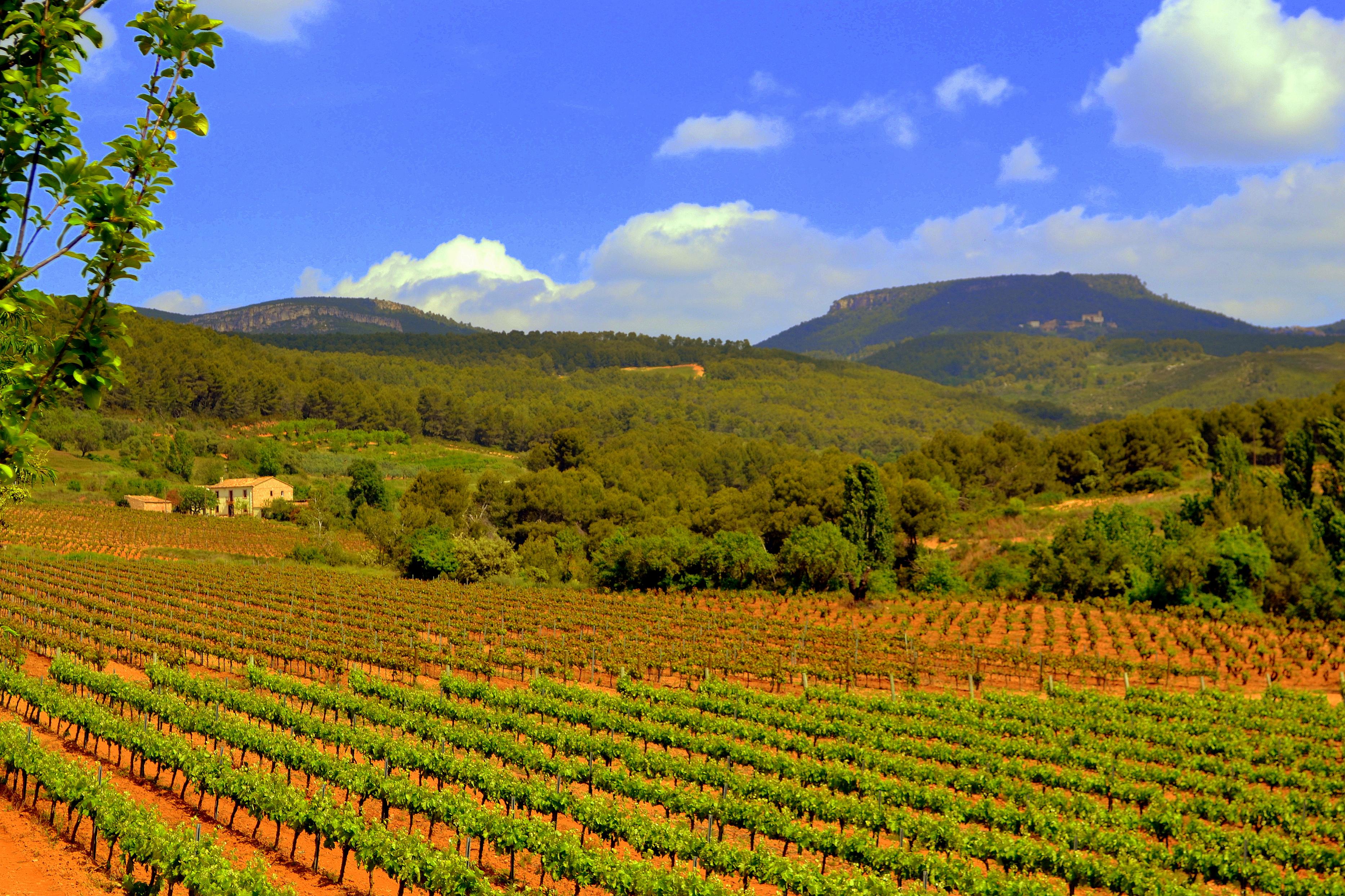 Foto: Viñas de Primavera - Torrelles de Foix (Barcelona), España