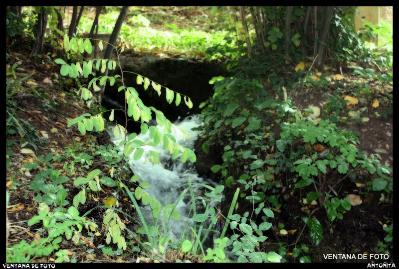 Foto: Jardines De La Alhambra - Granada (Andalucía), España