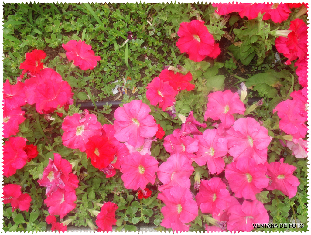 Foto: Primavera (POSADAS) - Posadas (Córdoba), España