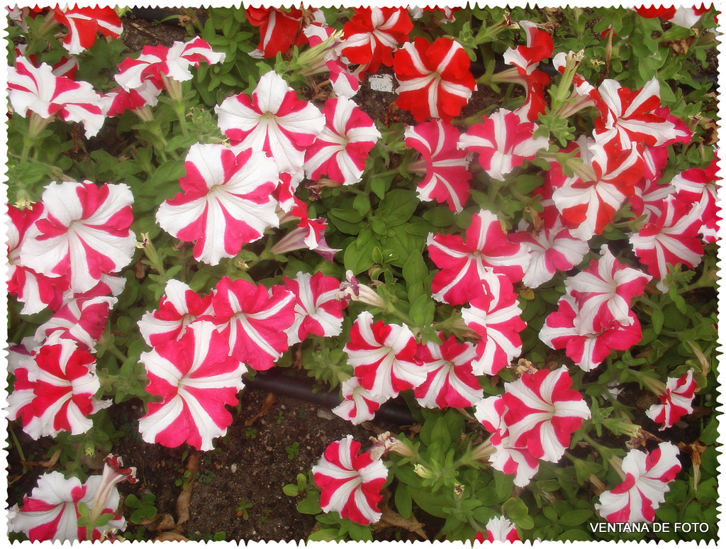 Foto: Primavera (POSADAS) - Posadas (Córdoba), España