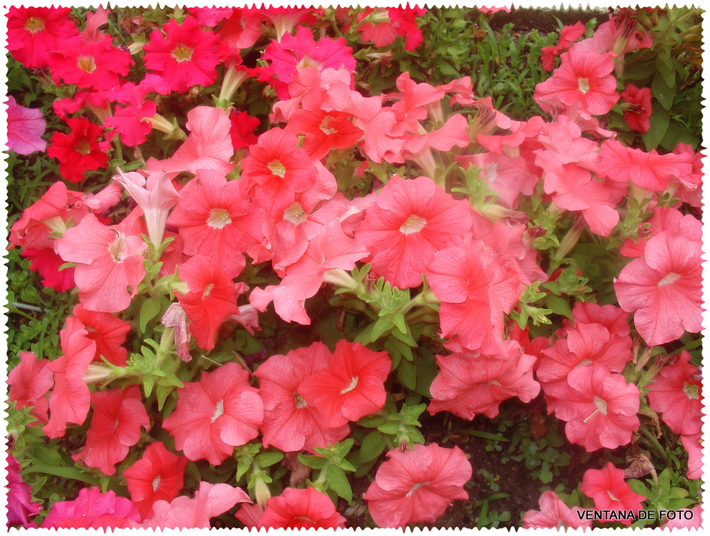 Foto: Primavera (POSADAS) - Posadas (Córdoba), España