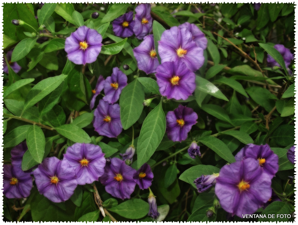 Foto: Primavera (POSADAS) - Posadas (Córdoba), España
